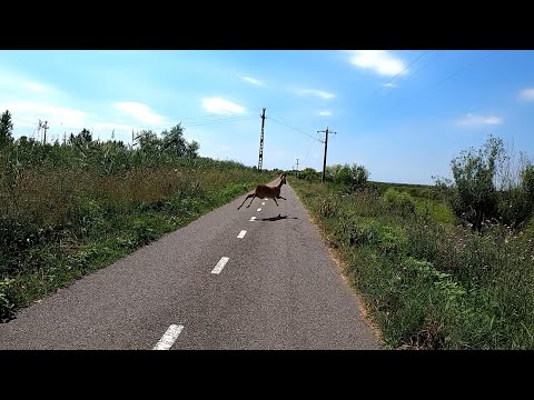 Caprioara pe pista biciclete Timisoara Serbia 31 iunie 2020 padure Uivar km 12-11 GoPro Hero 8 Black