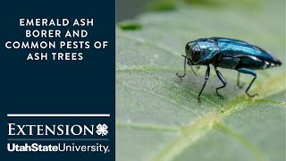 Emerald Ash Borer and Common Pests of Ash Trees