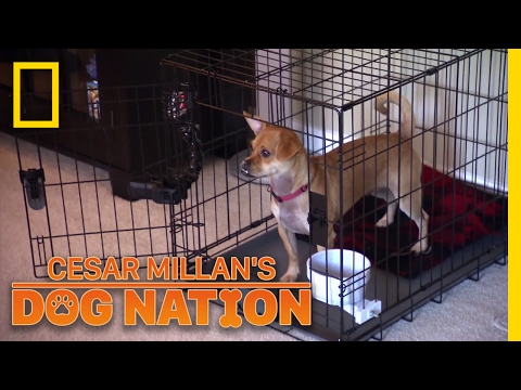 本物のラスカルをリラックスさせる|セザールミランの犬の国 (Relaxing a Real Rascal | Cesar Millan's Dog Nation)
