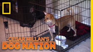 Relaxing a Real Rascal | Cesar Millan's Dog Nation