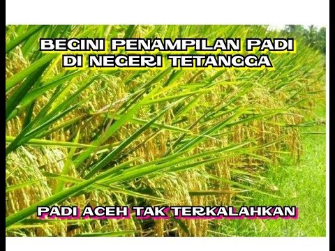 Impotensi ginjal pada pria Obat paling ampuh untuk impotensi