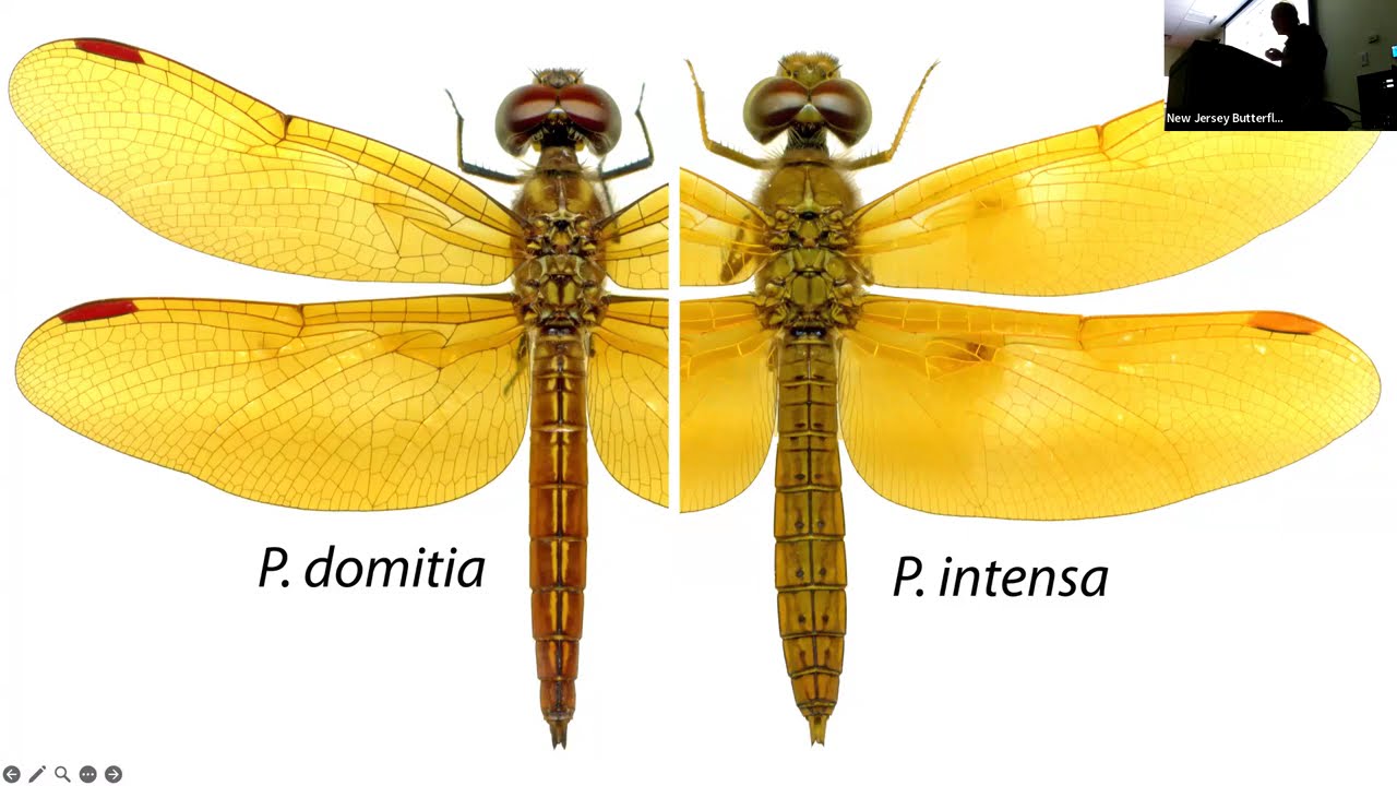 The Making of a Field Guide: Dragonflies of North America - NJ Butterfly Club October 2025 Meeting