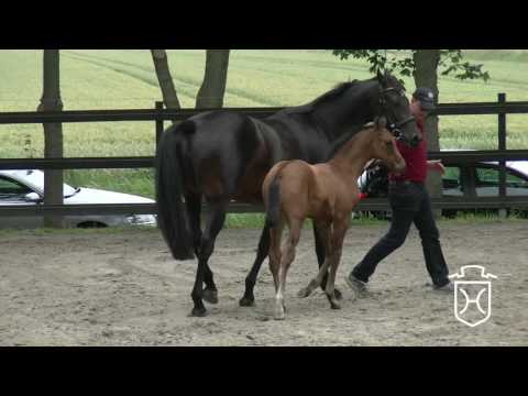 HEI105 Hengstfohlen von Dinken - Cormint - Casall