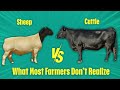 Cattle Vs Sheep Which Makes More Money