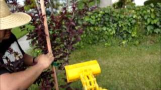 Plum tree planting (Purple leaf)