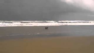 preview picture of video '20140622 113136 Gokarna Beach Dog'