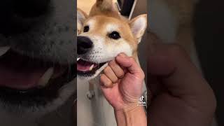 I Heard Your Hungry For A Knuckle Sandwich