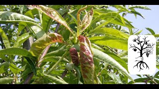 Kräuselkrankheit bekämpfen bei Pfirsich & Nektarine + #3 Obstbau Mythen