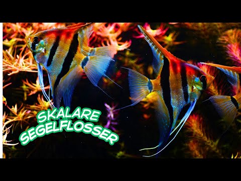 Die WELT der SKALARE SEGELFLOSSER