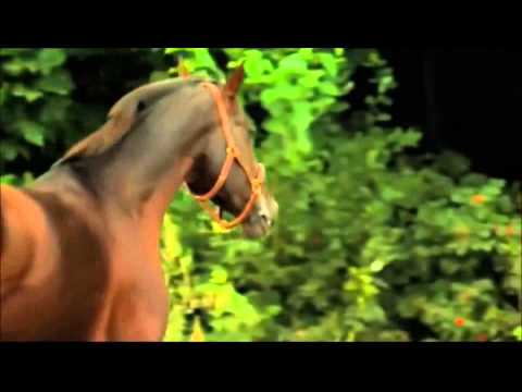 Windsor For The Derby The Melody Of A Fallen Tree by MOMO