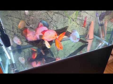 About overstocked discus tank