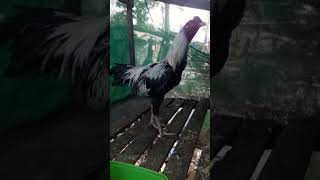 Download lagu ayam magon mp3