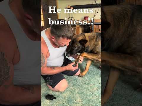 @joshwinningham2: This is for those who don’t understand what different GSD growls #dog #doglover