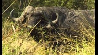 preview picture of video 'Kruger National Park, from Skukuza to Numbi Gate - South Africa Travel Channel'