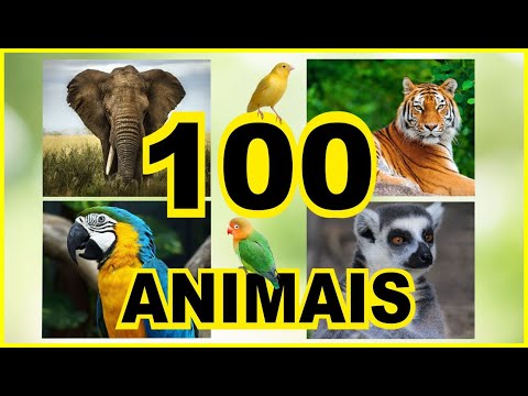 100 ANIMAIS para Crianças - Conheça 100 Animais Reais Vídeo e Som