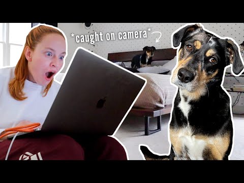 What Does Your Dog Really Do When You Leave the House?