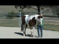 Teaching Your Horse Give To The Bit DVD