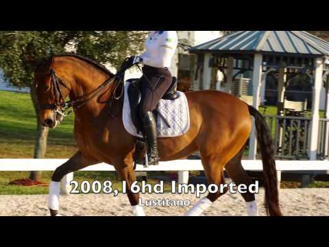 DRAGO - 2008, 16 hd Lusitano For Sale