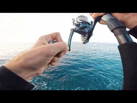 Shore Jigging - The Goldblotch Grouper