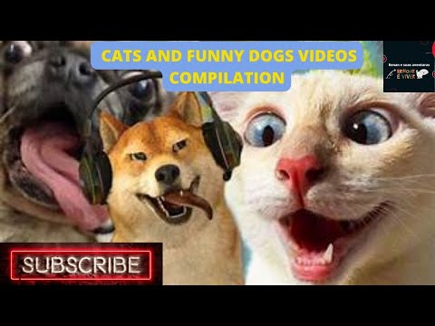 CACHORROS E GATOS ENGRAÇADOS E FOFOS COMPILAÇÃO  CATS AND FUNNY DOGS VIDEOS COMPILATION