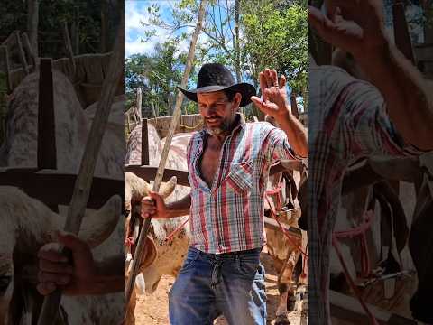 A TRADIÇÃOS DOS CARREIROS EM SENADOR JOSÉ BENTO