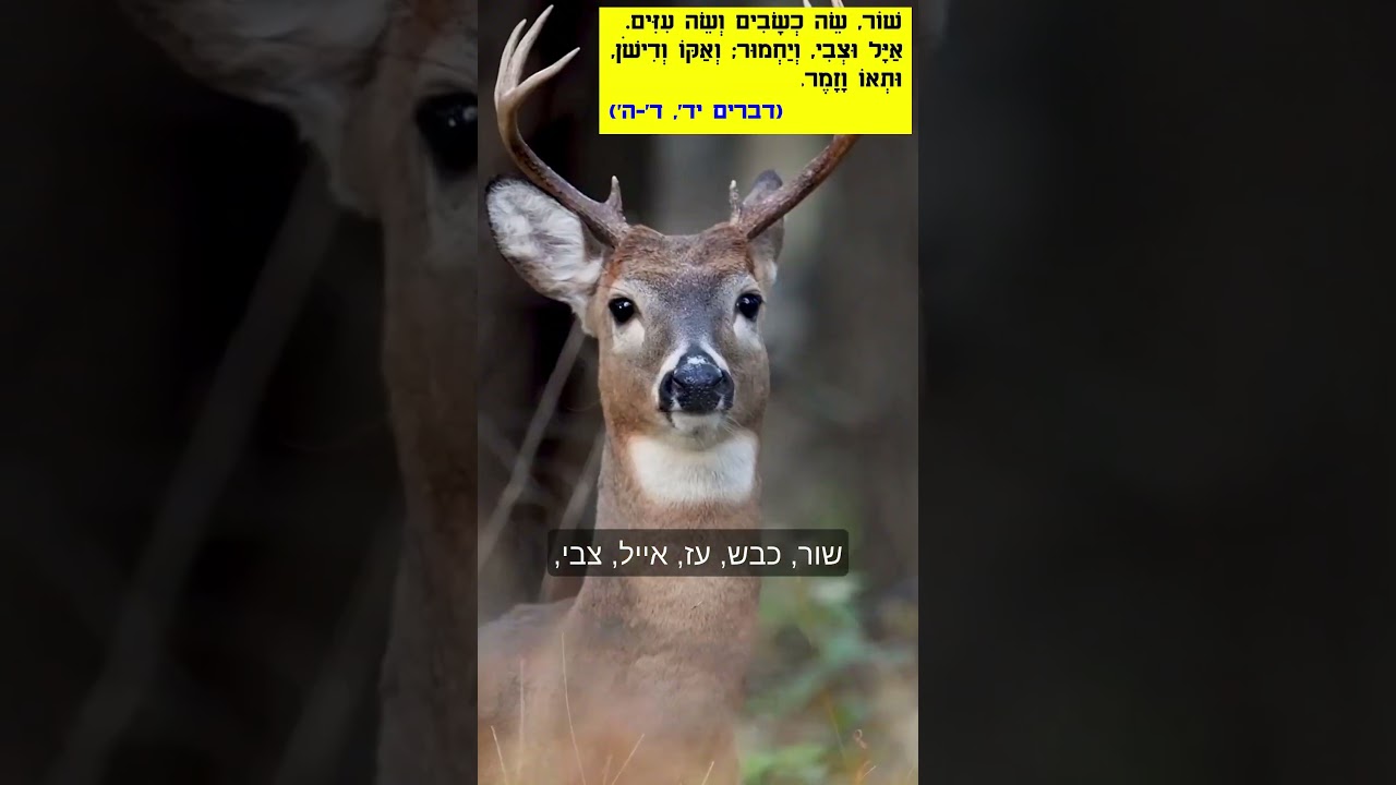 10 בעלי החיים היחידים בעולם