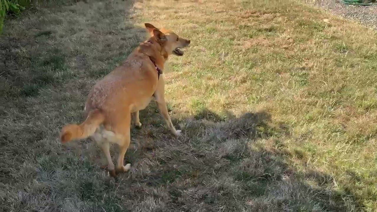 Enlarge Lexi, a Adoptable Carolina Dog in Corvallis, OR video 4/4