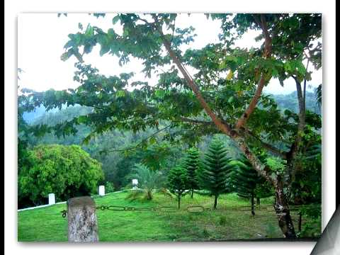 Tavito Vasquez - Caña Brava.