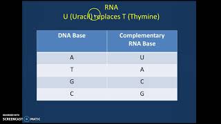 Transcribe and Translate a Gene