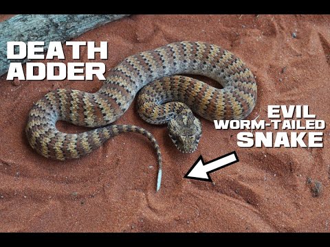 10 Death Adder Facts - The Evil Worm-tailed Snake - Animal a Day