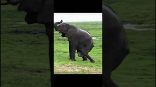 Download lagu proses gajah melahirkan #gajah #melahirkan #shorts mp3