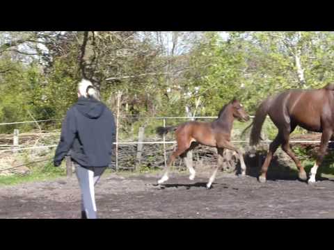 Stutfohlen von Blue Hors Farrell aus Quaterback/De Niro FOR SALE