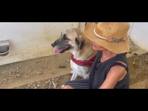 Lucky Dogs Montemor