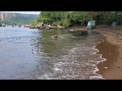 Nyla runs the waves! Happy labor day weekend! 2020