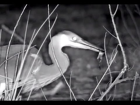 Heron catches frog for dinner. Explore.org