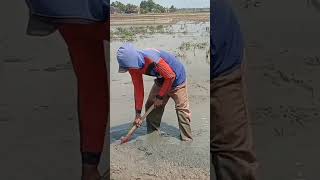 Download lagu Kang Tardug mopok galengan #shorts mp3
