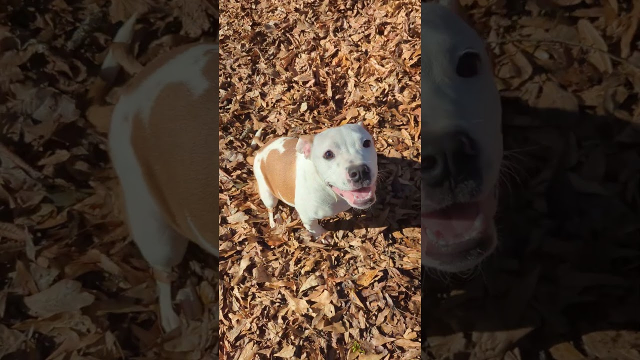 Enlarge Missy , a ADOPTABLE mixed breed in Milner, GA video 3/5