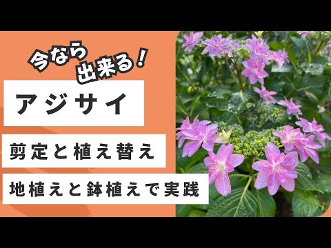 アジサイの越冬方法は？ 11月にやるべきすべての正しいこと  庭園