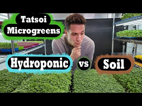 , title : 'Microgreen - Soil vs Hydroponic - Tatsoi - On The Grow'