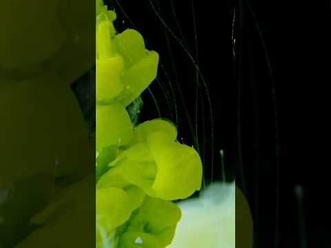 Live Wallpaper Green Colour Spreading Animation in Full HD | No Sound