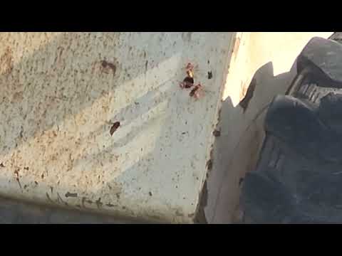 European Hornets Infest Excavator in Marlboro, NJ