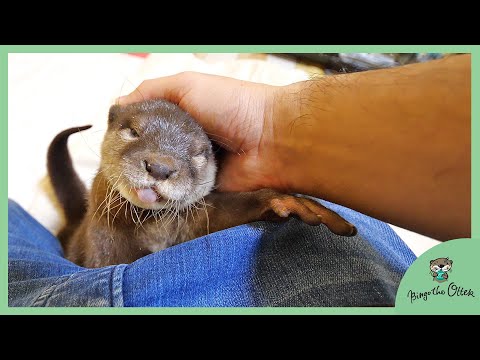 カワウソビンゴが外出中でベルとパパはお留守番/Otter Belle and daddy at home waiting for Bingo to come home
