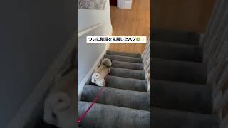 階段を克服してヌルヌル降りるパグ