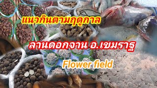 ลานดอกจาน#อำเภอเขมราฐ