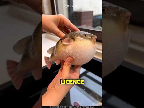 What is the secret of the puffer fish?