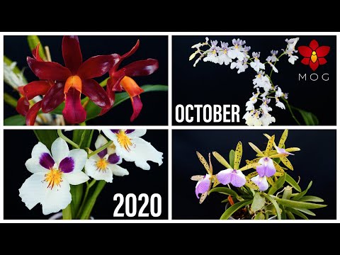 Orchids in Bloom - October 2020 | Which one will you vote for? 🤔