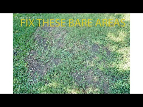 How to Fill in Thin and Bare Areas in Your Lawn (St. Augustine grass) Florida