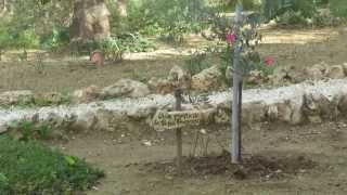 preview picture of video 'Garden of Gethsemane, Jerusalem - an olive tree that was planted by Pope Francis (Franciscus)'