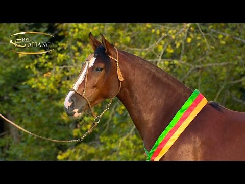 Lote 02 - Olenka da Bela Aliança