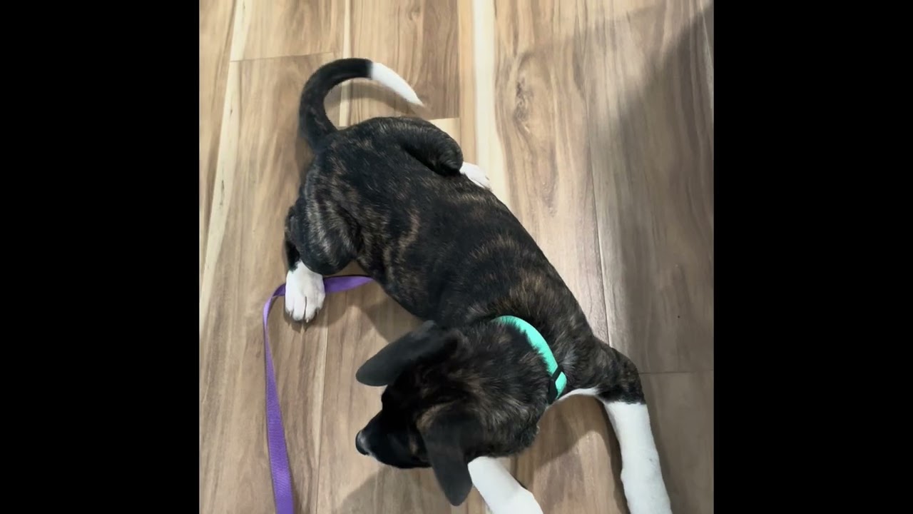 Enlarge Lilo, a ADOPTABLE mixed breed in Tracy, CA video 3/3